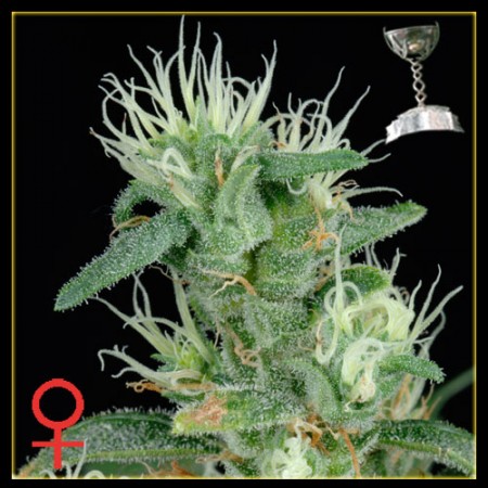 Nevilles Haze