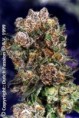 BlueBerry